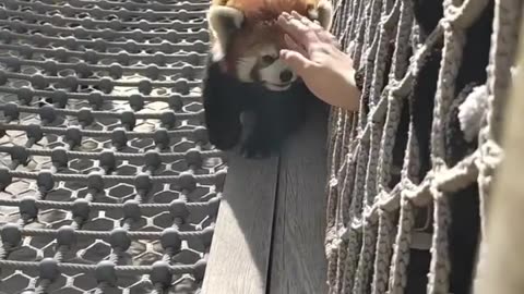 Red panda...