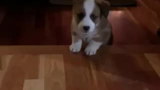 Baby Loki and the stair