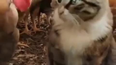 Funny video dog and animal cat