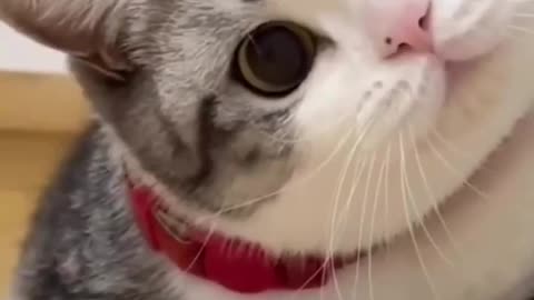 Funny animal video