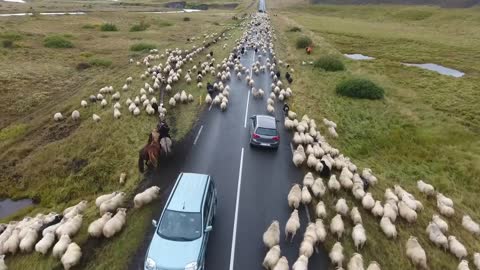 Aerial drone shot flying over a flock of sheep on a Icelandic road