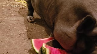 Dinnertime for Piggy at the farm