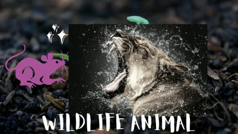 Wildlife Animals/Jungle documentary /Forest animals