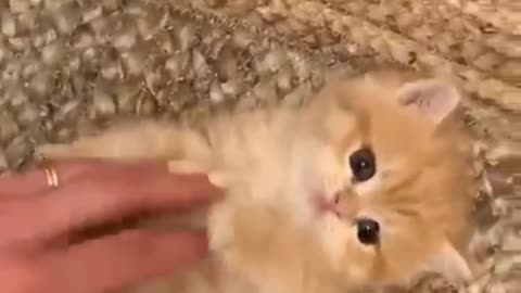 Sad Cats video🥰🥺🐹