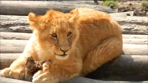 baby lions playing !