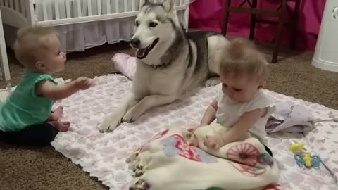 Juno the Huskey loves playing with baby twins