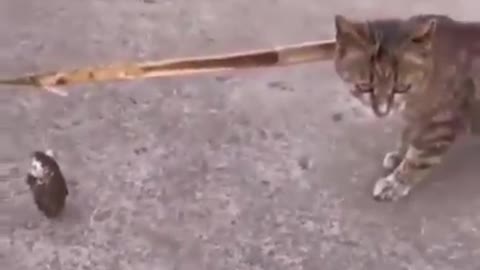 Cat trys to eat fish but cant