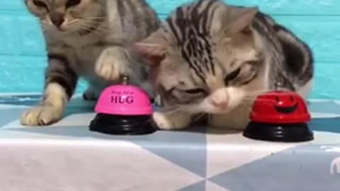 Cat Trains Hooman with Bell for Food