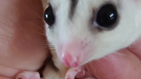 beautiful funny happy cute little girl SUGAR Baby glider pets toys pelihara manis lucu imut bagus