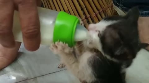 Kitten drinking milk