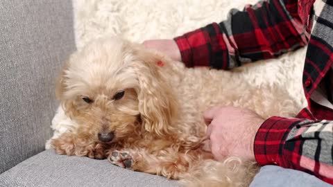 a man playfully plays with a dog on the couch