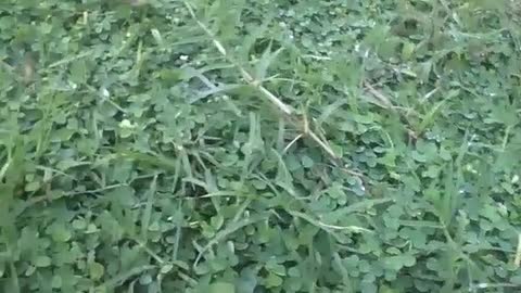 Plantas com pingos de chuva no início da manhã após uma chuva na grama [Nature & Animals]