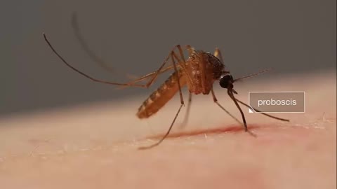 How Mosquitoes Use Six Needles to Suck Your Blood | SHIFTCREATIVE