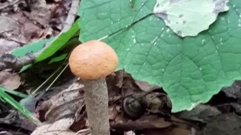 boletus mushroom