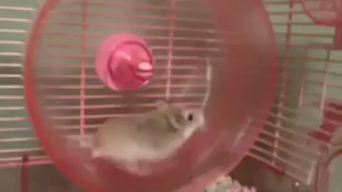 HILARIOUS HAMSTER WHEEL FAIL VINE!!