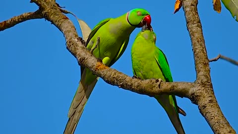 Parakeet