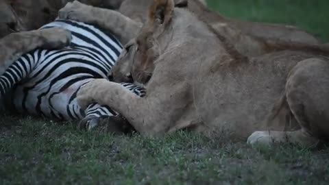 Lion kill in Masai Mara National Reserve Kenya