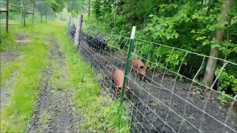 Pig Chores Should Be Fun