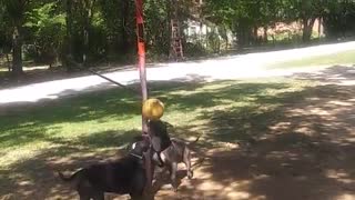 Competitive Pit Bulls Play a Round of Tether Ball