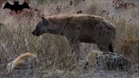 The young hippo killed the strongest lion in order to save his mother