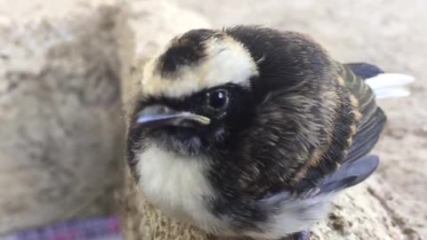 Beautiful bird in sri lanka