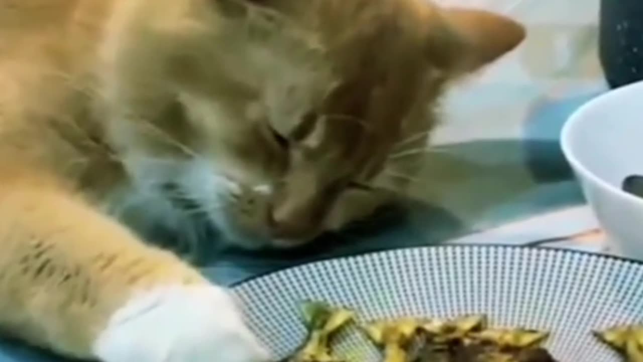 Orange cat pretends to sleep, even though he wants to steal Fish