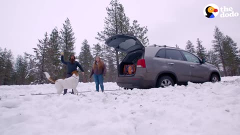 Rescue Dog And His Family Go On A Road Trip To The Ocean l The Dodo Destination: Firsts