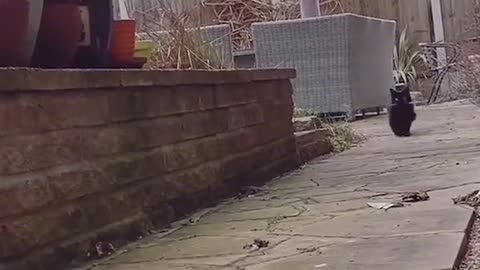 Funny cat walks out of the step of disowning six parents.