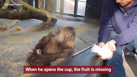 Magician has an orangutan in splits