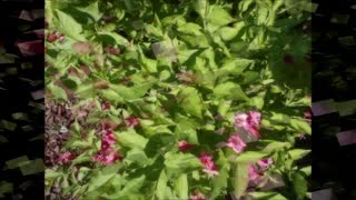 Old-Fashioned Romantic Charm ~ Weigela Flower