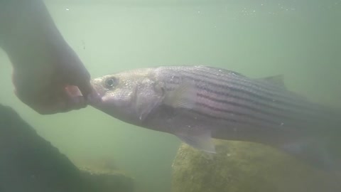 Striped Bass Release