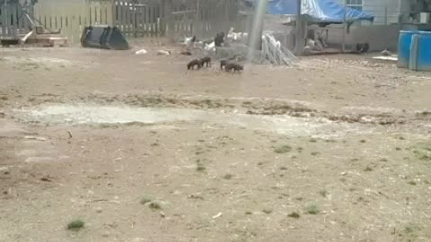 Baby Pigs - Cuteness Overload