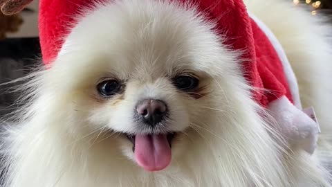 funny dog with Christmas