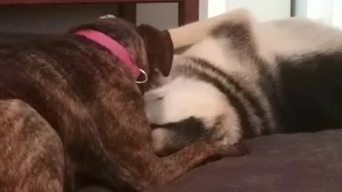 Dog licking other dog continuously