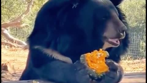 What does this bear really eat? It looks like a pumpkin, but it's not a pumpkin