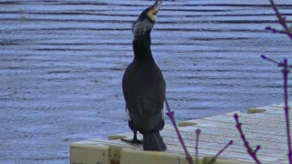 Cormorant Takes off when it starts to rain