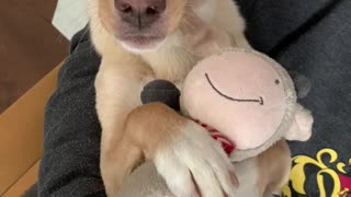 Puppy Trust Falls With His Favorite Plushie