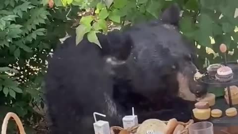 A black bear started sniffing the party guests at Cyrus