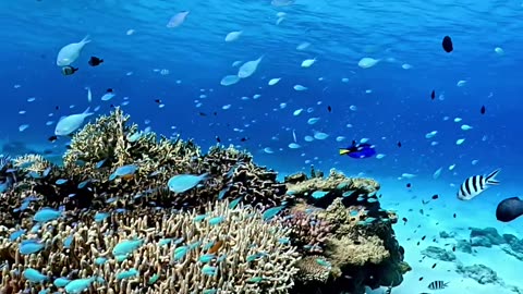 Fish In Sea Under Water