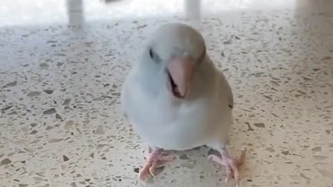 Bird practice singing to join a competition