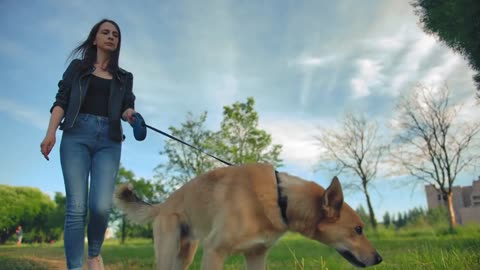 A beautiful long haired young woman in jeans leads her red haired dog for a walk