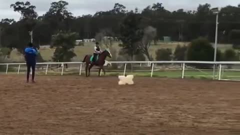 Horse Fails & Falls 2021