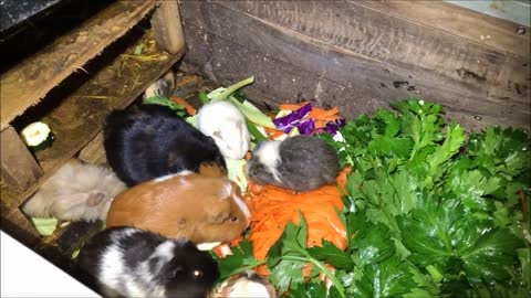 Guinea Pig Herd Eating