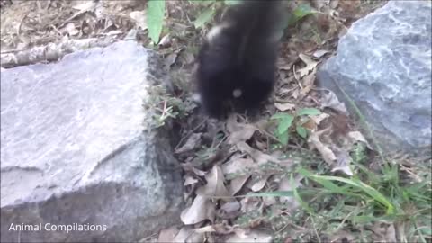 What would you do with a baby skunk? Would you love it awww.