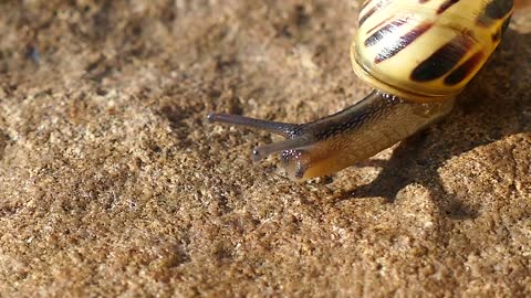 Escargot dans une plage 🐌