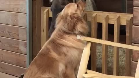 Molly the Golden Retriever loves Sammy the Mini Horse