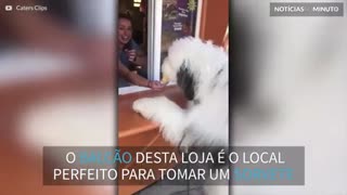 Cão adorável toma sorvete no balcão