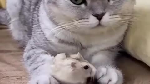 Funny Cat & Mouse Video....VERY CUTE!!!