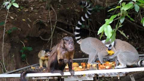 Mankey eating very first.....