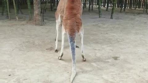 Kangaroo Boxing Match